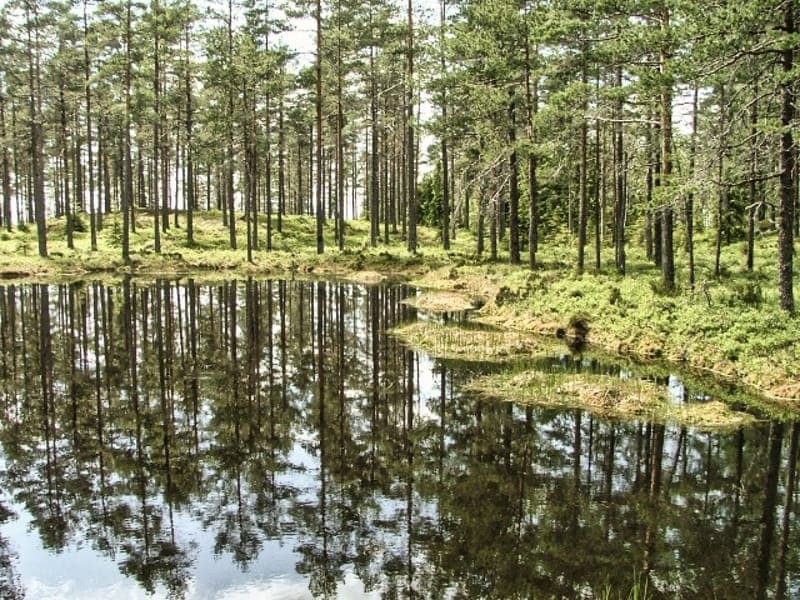 Gråberget Naturreservat