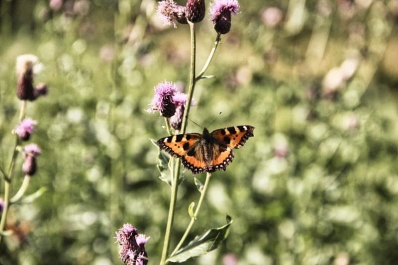 Kloften Naturreservat