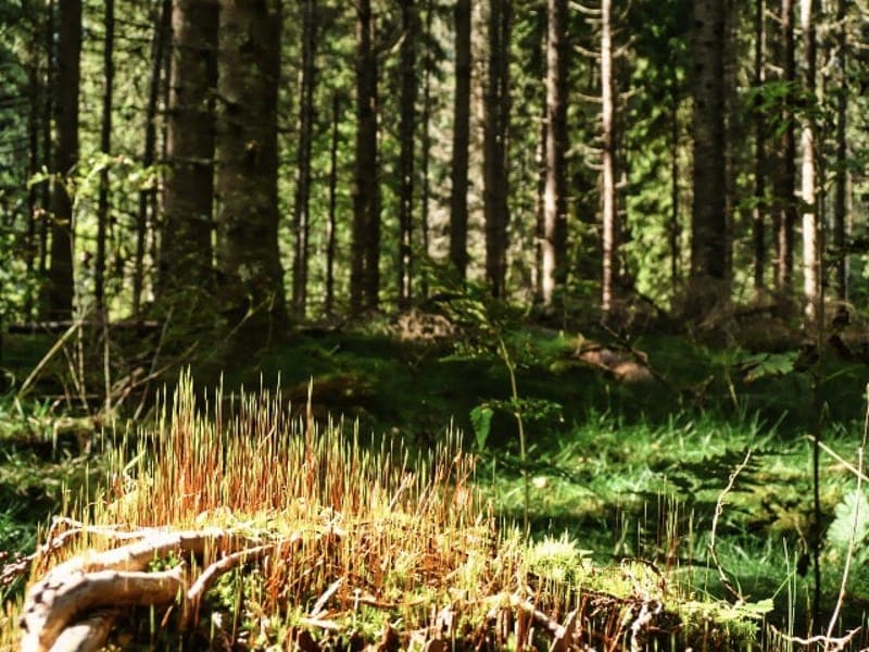 Tallmon Naturreservat