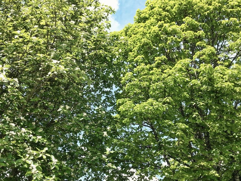 Deletjärnsåsens Naturreservat