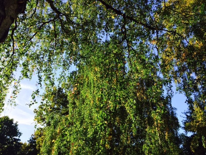 Påterudskogens Naturreservat