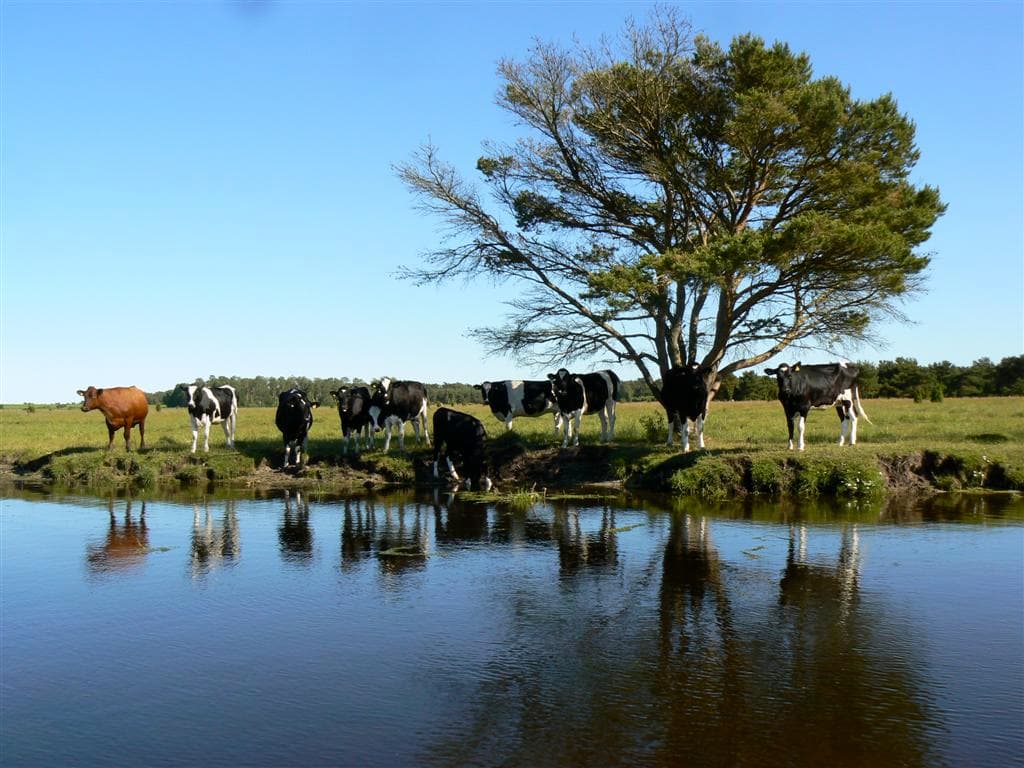 Kanotpaddling på Gotland i fantastiska Närsån
