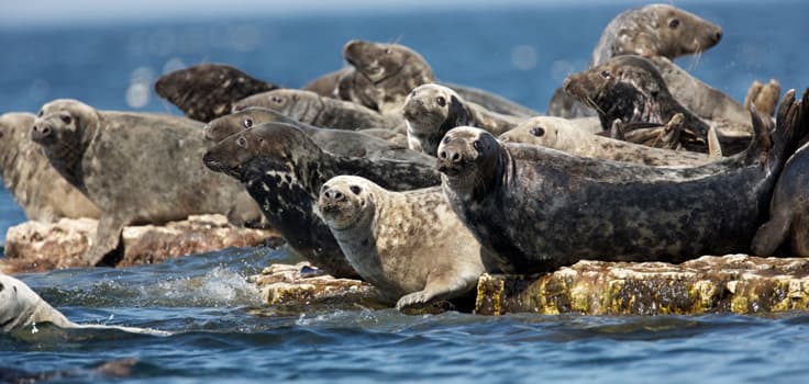 Båtturer till Lilla Karlsö