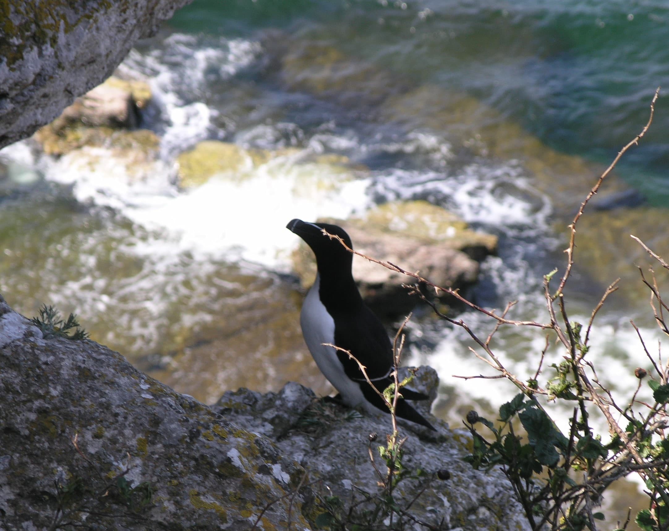 Båtturer till Stora Karlsö