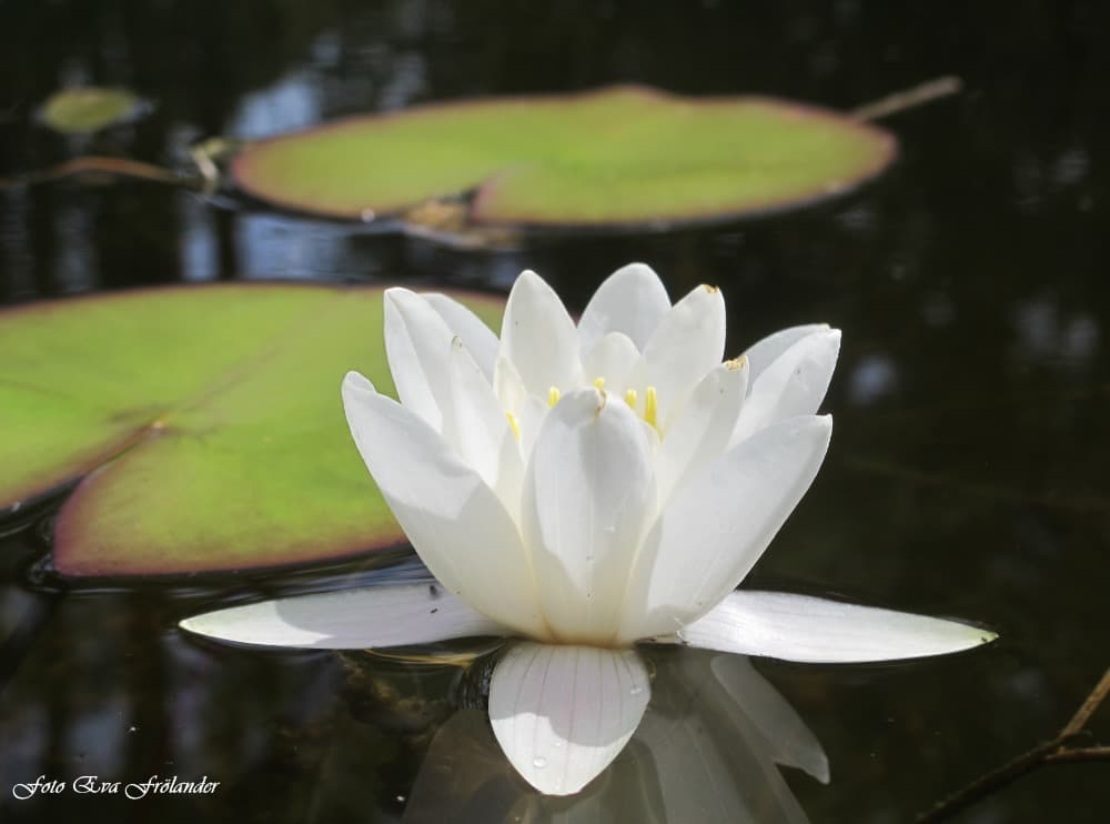 Spara vatten! NYTT AVTAL med Aqvify AB