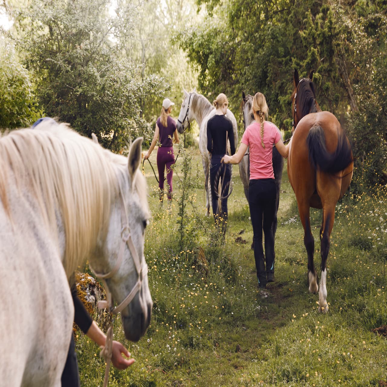 Skogs-Promenera med en Häst