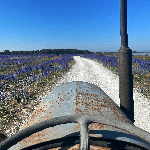 Utflykt med traktor och vagn för hela familjen - Gangvidefarm i När